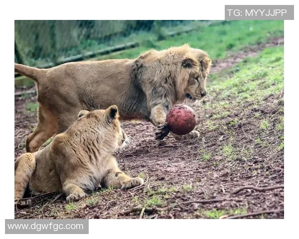 动物界的足球明星们如何在绿茵场上展现他们的独特魅力与才华 动物界的足球明星们如何在绿茵场上展现他们的独特魅力与才华
